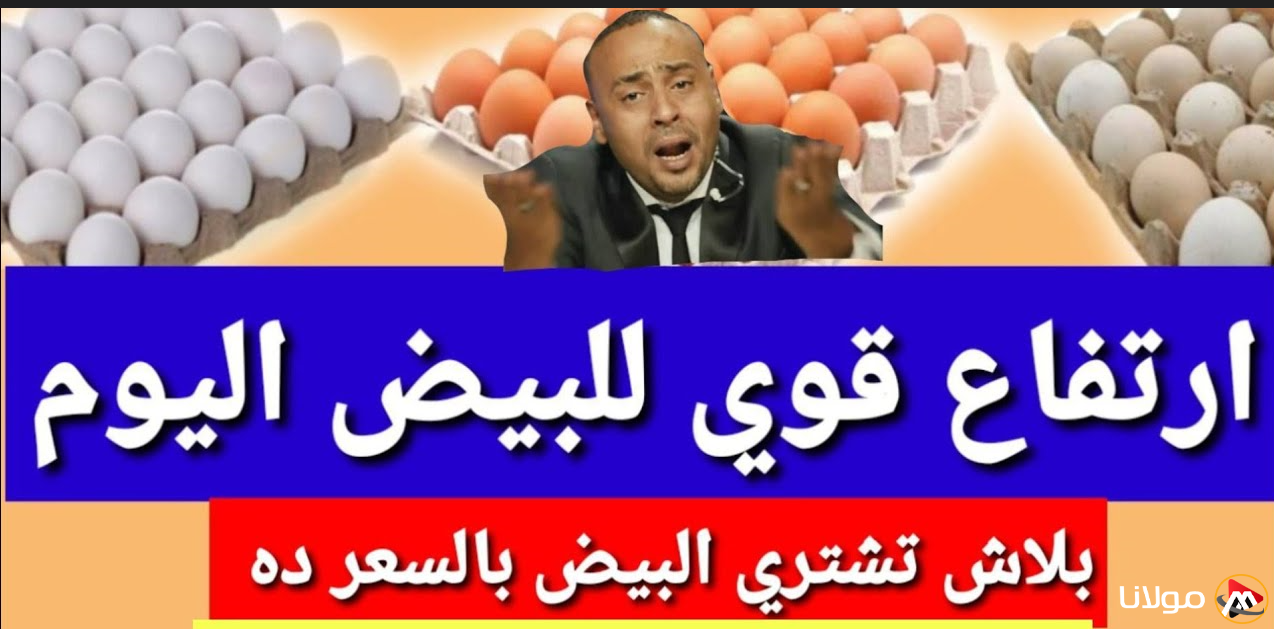 ارتفاع اسعار الدواجن | سعر كرتونة البيض اليوم للمستهلك في الاسواق المصرية