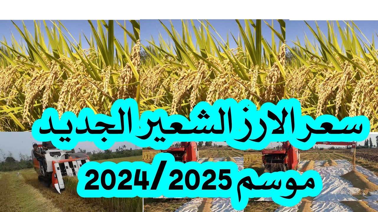 طن الأرز الشعير بكام؟ | سعر طن الارز الشعير (عريض – رفيع الحبة) الإثنين 10 مارس 2025 للمستهلك بالاسواق التجارية