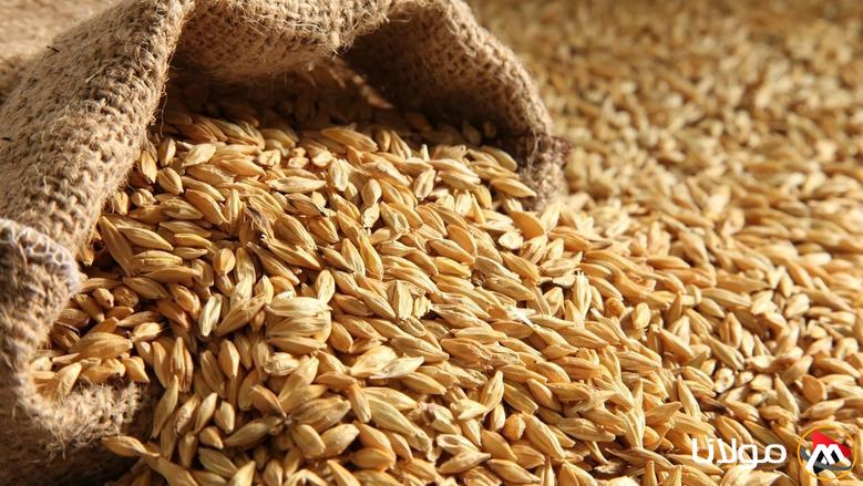 “الطن عامل كام؟” سعر طن الأرز الشعير اليوم السبت 22 مارس 2025 في الأسواق المصرية