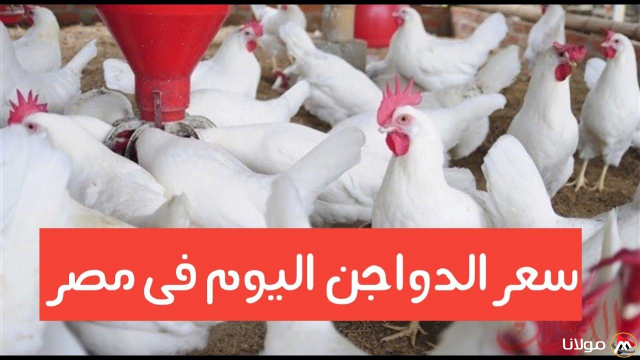 ” الفراخ بكام النهاردة” أسعار الدواجن اليوم في مصر الثلاثاء 25 مارس 2025 واسعار الكتاكيت