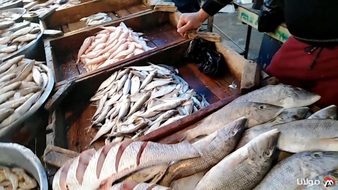 “البلطي بكام” أسعار السمك اليوم الثلاثاء 18 مارس 2025 في الأسواق المحلية