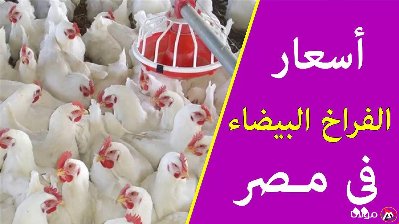 أسعار الفراخ البيضاء اليوم الخميس 20 مارس 2025 داخل بورصة الدواجن وأسعار البيض
