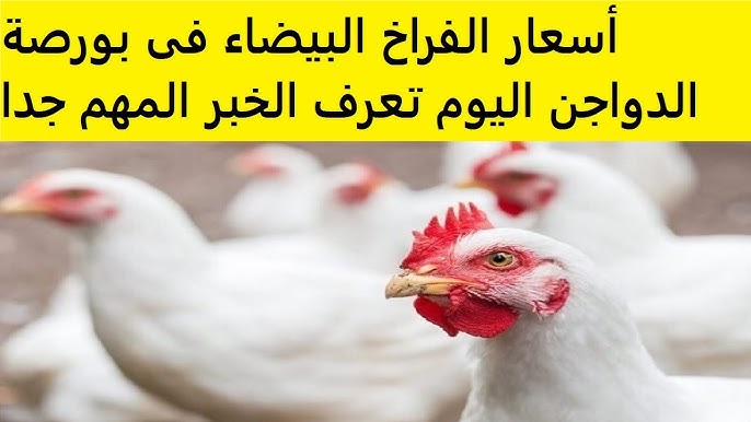 اسعار الدواجن اليوم الاثنين الموافق 10 مارس 2025 للمستهلك في الأسواق المحلية المصرية
