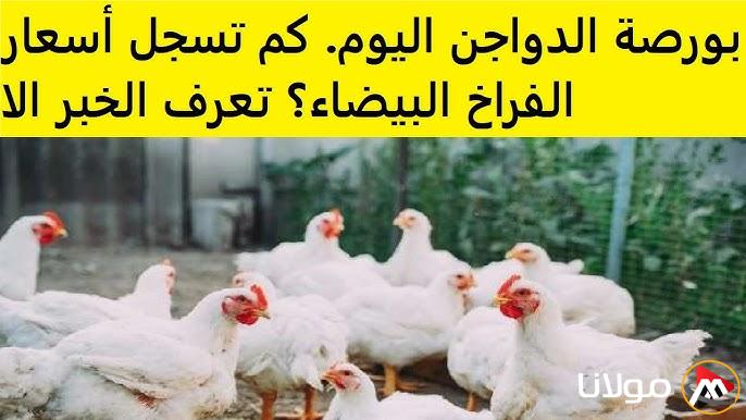 “وصلت كام الآن” بورصة الدواجن اليوم أسعار الفراخ البيضاء الأحد 23 مارس 2025 وكرتونة البيض داخل الأسواق