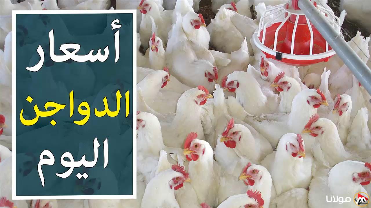 “بكام هتشتريها النهاردة” بورصة الدواجن اليوم أسعار الفراخ البيضاء الأربعاء 19 مارس 2025