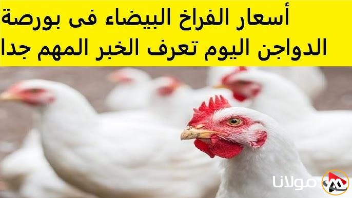 “البانية وصل كام؟” بورصة الدواجن اليوم اسعار الفراخ البيضاء الاثنين 17 مارس 2025 داخل الاسواق الداجنة