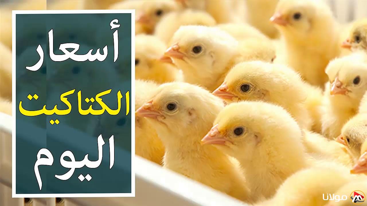 “الساسو بكام”سعر الكتكوت الأبيض اليوم الاثنين 17 مارس 2025 في جميع الشركات