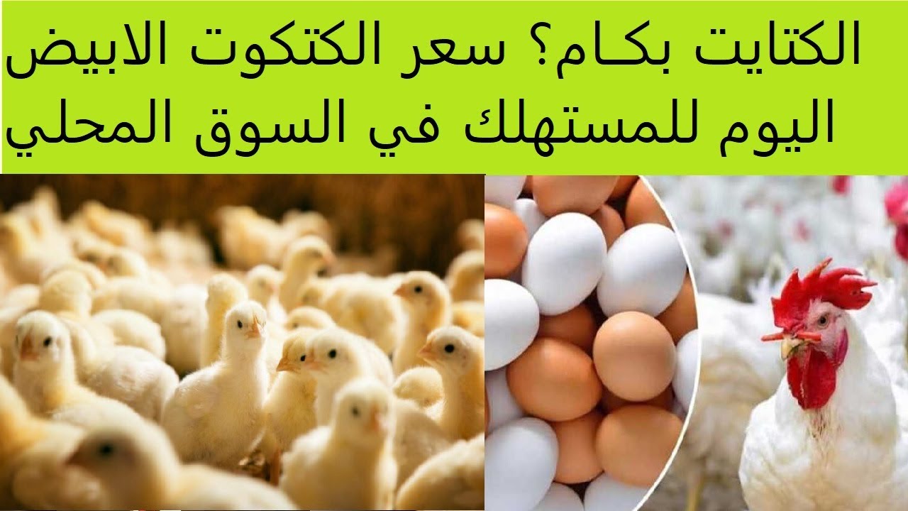 سعر الكتكوت الابيض اليوم الاثنين 10 مارس 2025 في الاسواق والشركات المصرية “البلدي وصل لـ7ج”