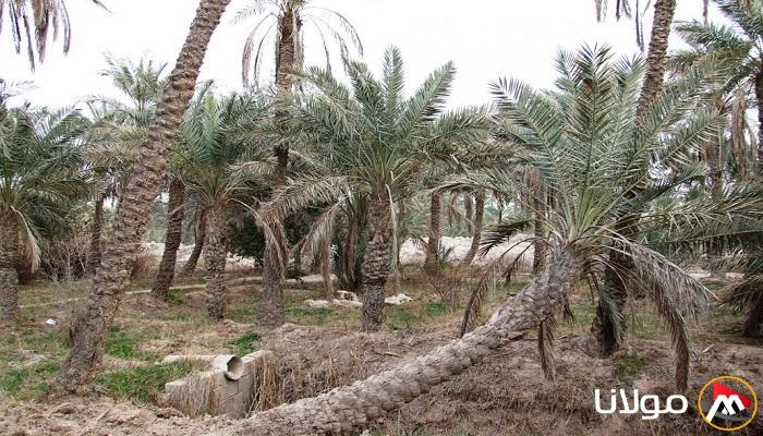 زراعة النخيل في العراق: نمو ملحوظ مع دعم حكومي متزايد