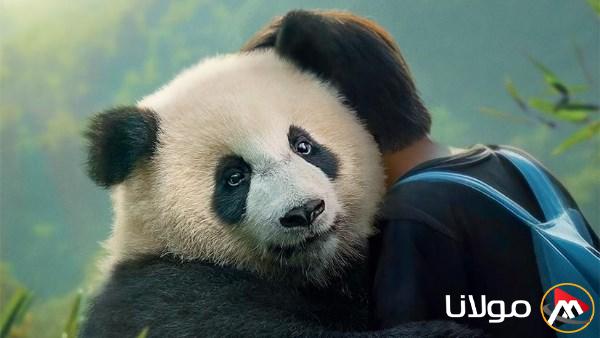 عرض فيلم “Moon the Panda” في دور العرض السينمائية بمصر اليوم.
