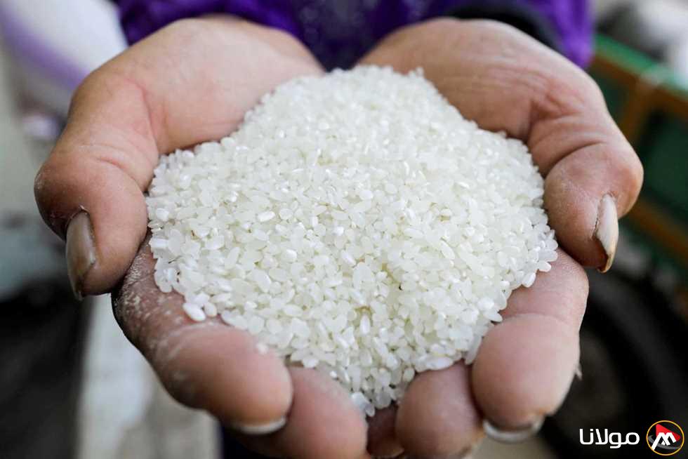 ما هو سعر طن الشعير؟.. أسعار الأرز اليوم في مصر وقائمة أسعار السلع لعام 2025