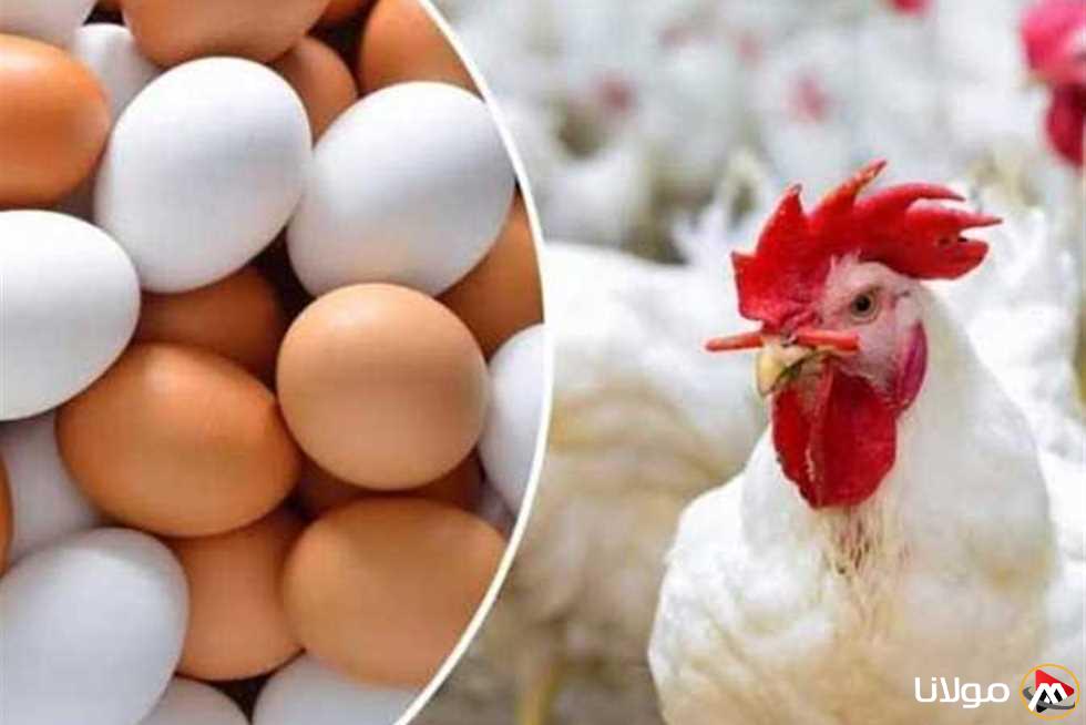 أسعار الدجاج وكرتونة البيض بعد الانخفاض الأخير في الأسواق اليوم الأربعاء 23 أبريل 2025