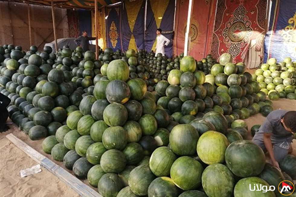 أسعار البطيخ تصل إلى 150 جنيهًا في المنيا وأسباب الارتفاع تكشفها الزراعة