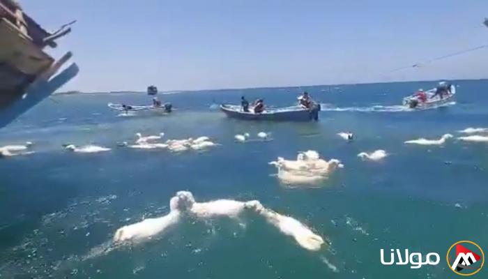 صور: البحر يخطف مئات الأغنام في عدن بسبب جنوح سفينة