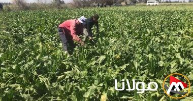 شركة الدلتا للسكر: تقديم حوافز لتعزيز توريد كميات أكبر من البنجر