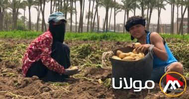 مصر تُصدر 107 آلاف طن من البطاطس بقيمة 40 مليون دولار