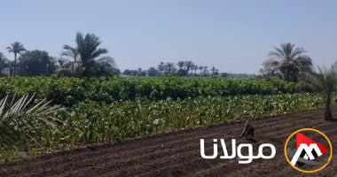 ارتفاع قيمة الإنتاج الزراعي إلى مليار و797 مليون جنيه خلال العام المالي 22/23.