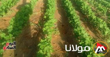 زيادة زراعة الأقطان قصيرة التيلة يعزز القطاع الصناعي المحلي ويقلل من الاعتماد على الواردات.