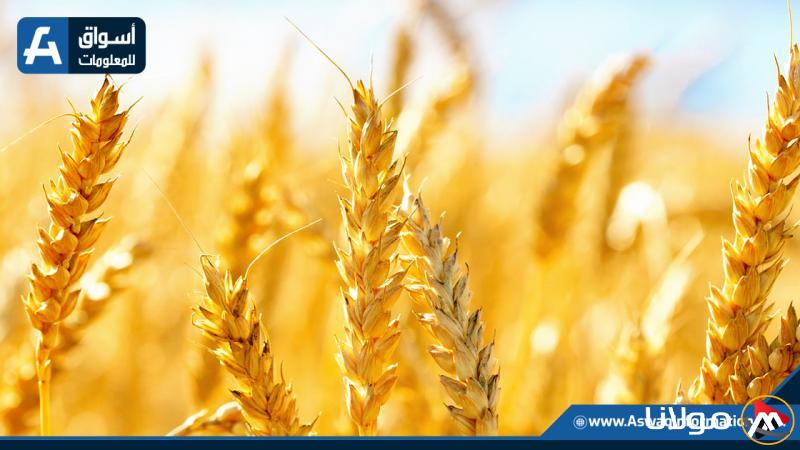 أسعار القمح اليوم الأحد لدى التجار.. مفاجأة في سعر الطن