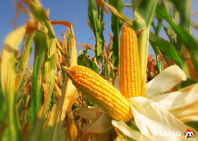سعر طن الذرة الصفراء اليوم الأحد لدى التجار.. ما هو سعر الأردب؟