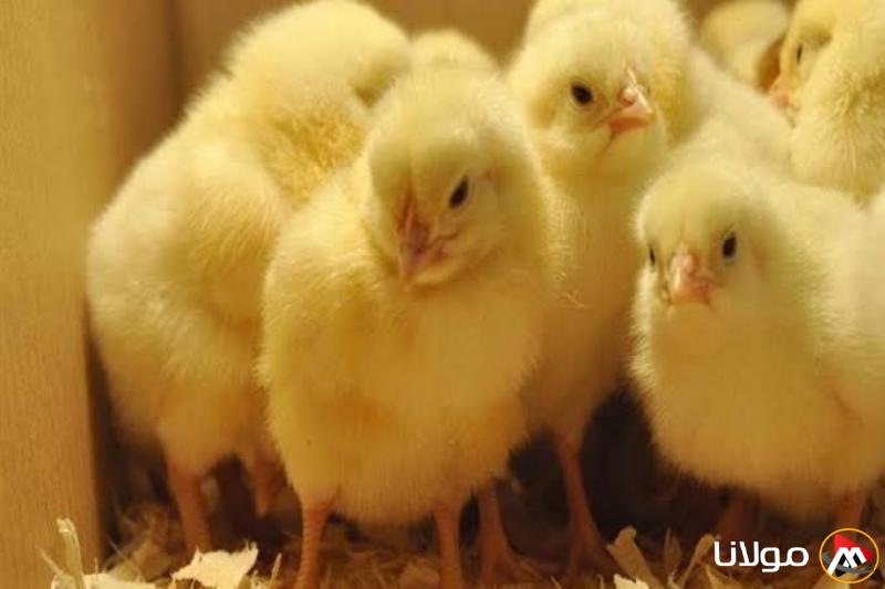 انخفاض سعر الكتكوت الأبيض.. أسعار اليوم الأحد للكتاكيت في المزرعة