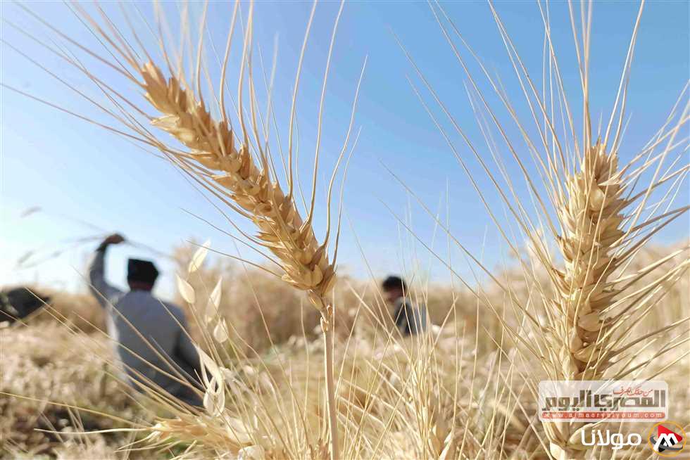 وكيل تموين الأقصر: بدء موسم استلام القمح المحلي في 15 أبريل