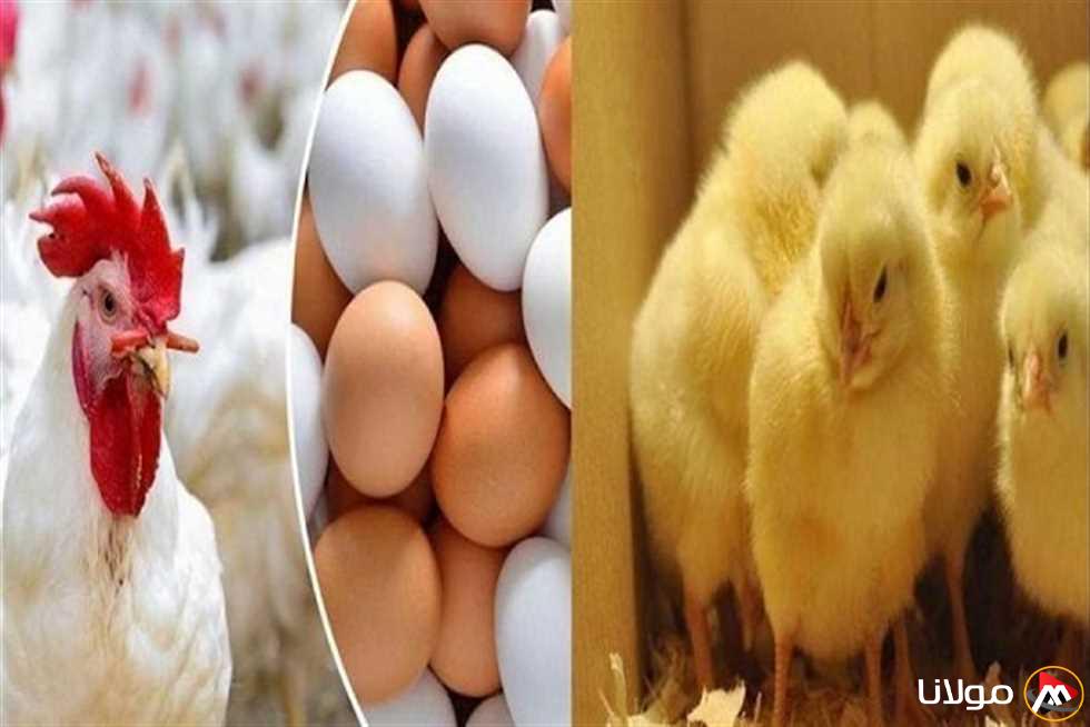 انخفاض ملحوظ.. أسعار الدجاج الأبيض في بورصة مطروح يوم الأحد 13 أبريل 2025