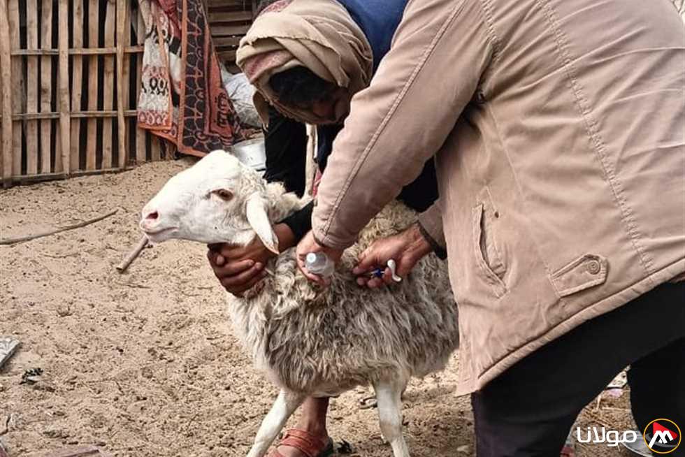تطعيم 250 رأساً من الأبقار والأغنام ضد الحمى القلاعية والنزفية في شمال سيناء