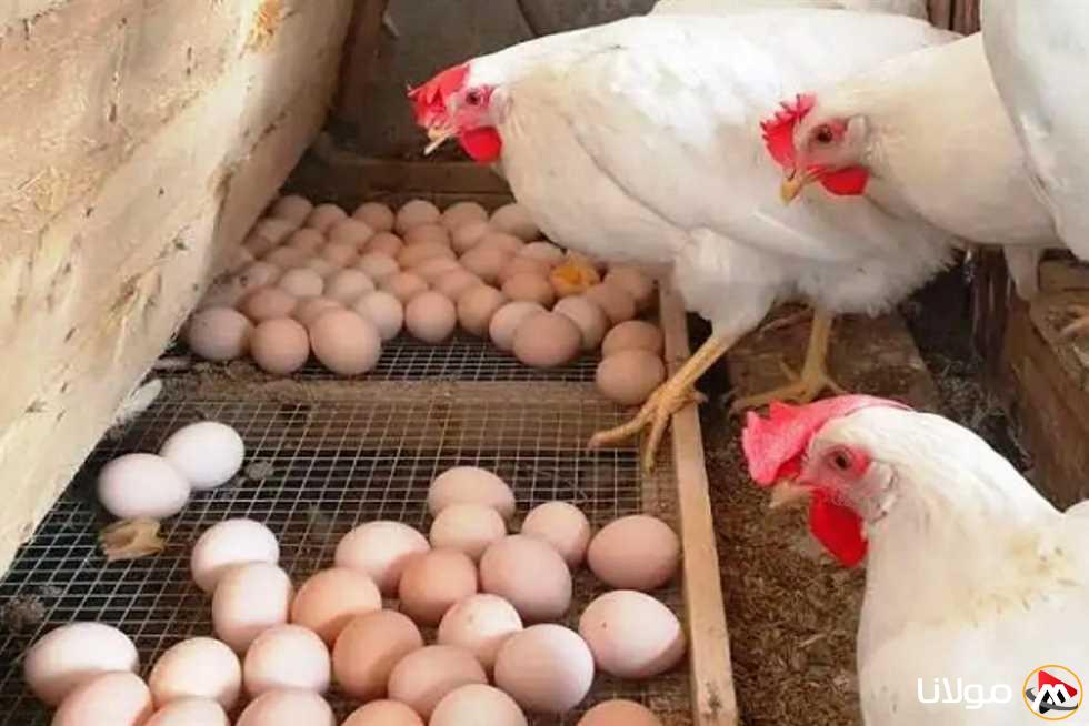 هل ستشهد أسعار الدواجن والبيض زيادة قبيل عيد القيامة؟ توضيحات من “رئيس الشعبة”