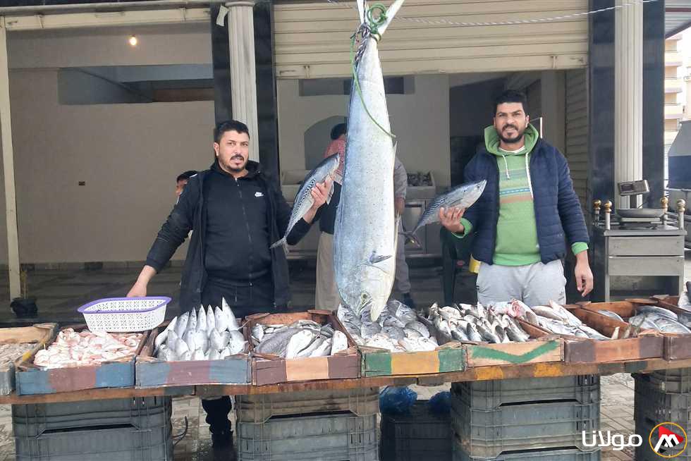 أسعار السردين والبلطي والجمبري في الأسواق ليوم الأحد 13 أبريل 2025