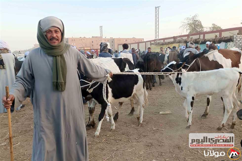 أسعار الأضاحي في سوق شبين القناطر 2025.. الماعز والخراف متاحة بـ200 جنيه فقط!