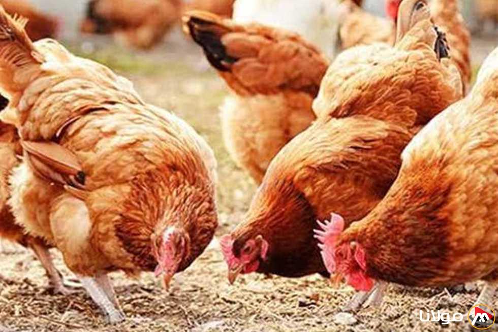 أسعار الدواجن البيضاء والمحلية وعلب البيض الأبيض والأحمر في الأسواق اليوم، الأربعاء، 9 أبريل 2025.