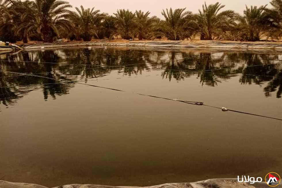وفاة عامل بعد سقوطه في بئر مياه داخل مزرعة نخل بالمنيا