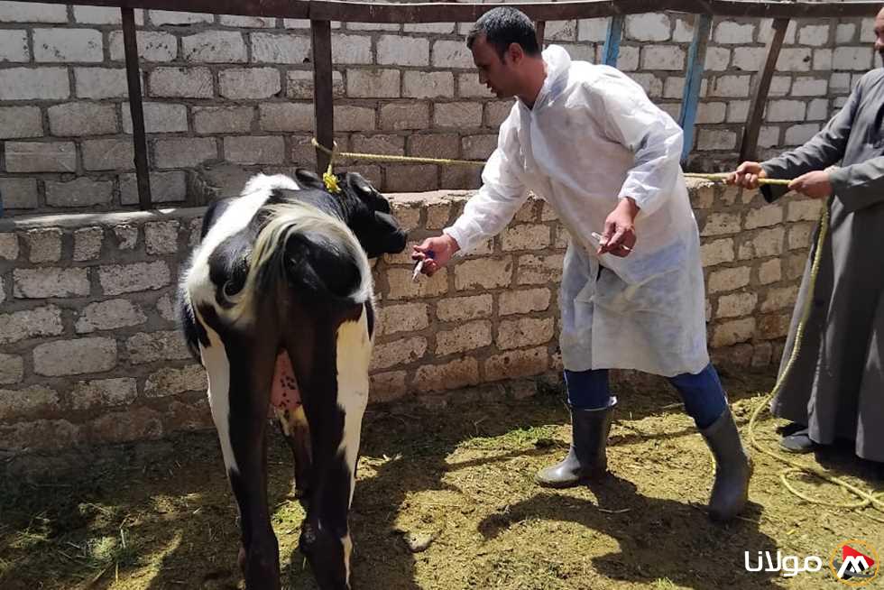 استمرار جهود التطعيم ضد الحمى القلاعية والوادي المتصدع في قنا