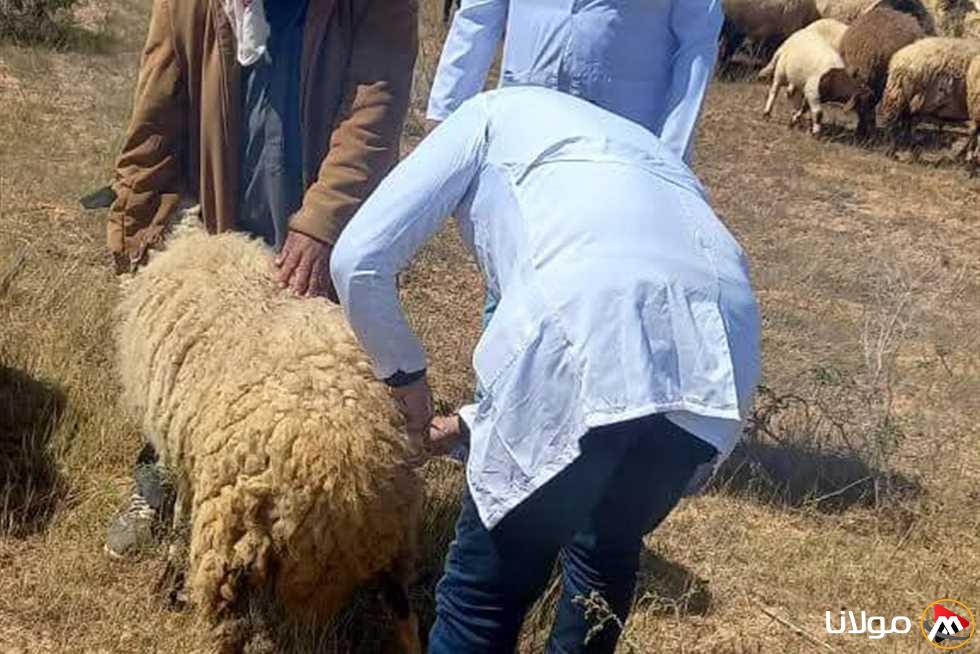 الطب البيطري في مطروح: تطعيم 47205 رأس من الأغنام ضد الحمى القلاعية والمرض المتصدع