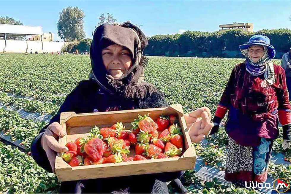 الذهب الأحمر: حقول غيطان في الدقهلية