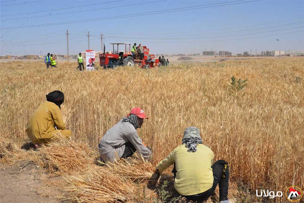 توفير 55 ألف طن من القمح في أسوان