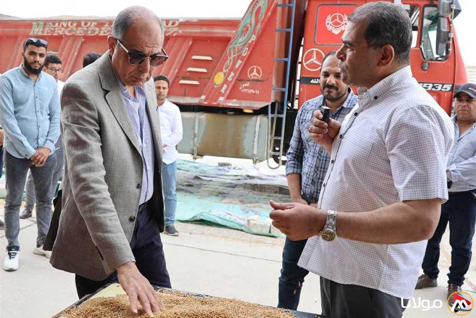 خلال موسم حصاد 2025.. شون وصوامع المنيا تستقبل أكثر من 49 ألف طن من القمح.