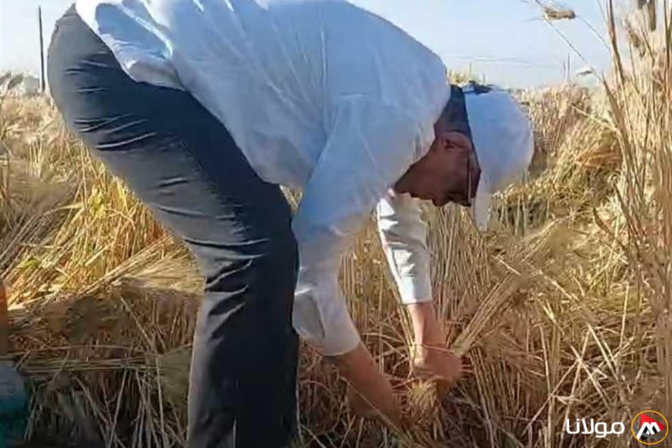 احتفالات المنيا بموسم حصاد القمح في قرية التوفيقية تضيء الأجواء