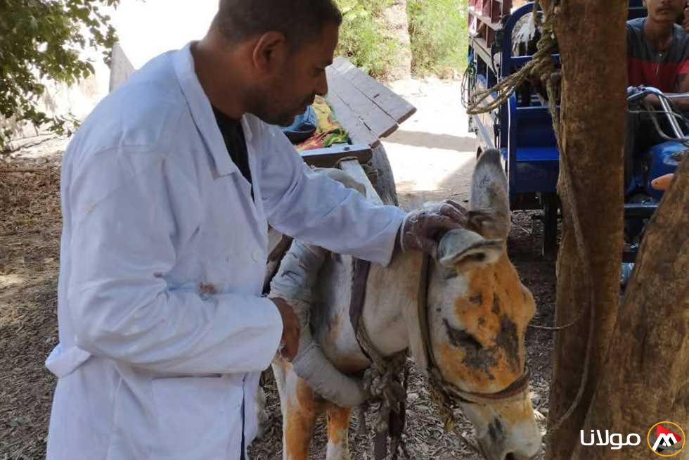 قافلة بيطرية مجانية في قرية حجازة قبلي بقنا لتحسين صحة حيواناتكم