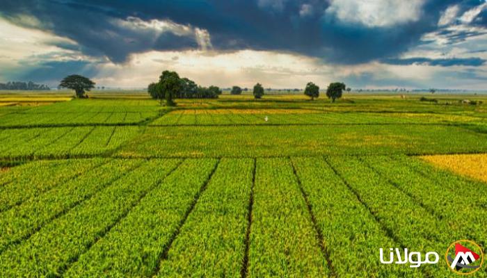 طرق فعالة للتحكم في انبعاثات الزراعة والتخفيف من آثار تغير المناخ