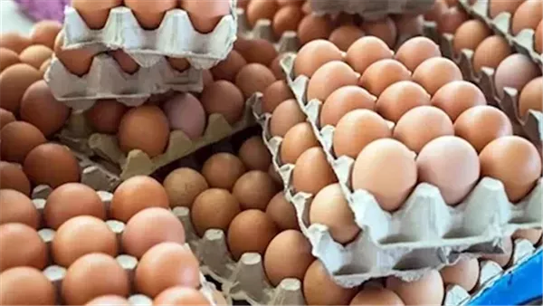 انخفاض تاريخي غير متوقع في أسعار كرتونة البيض: تعرف على الأسباب وراء وصولها إلى 70 جنيهاً