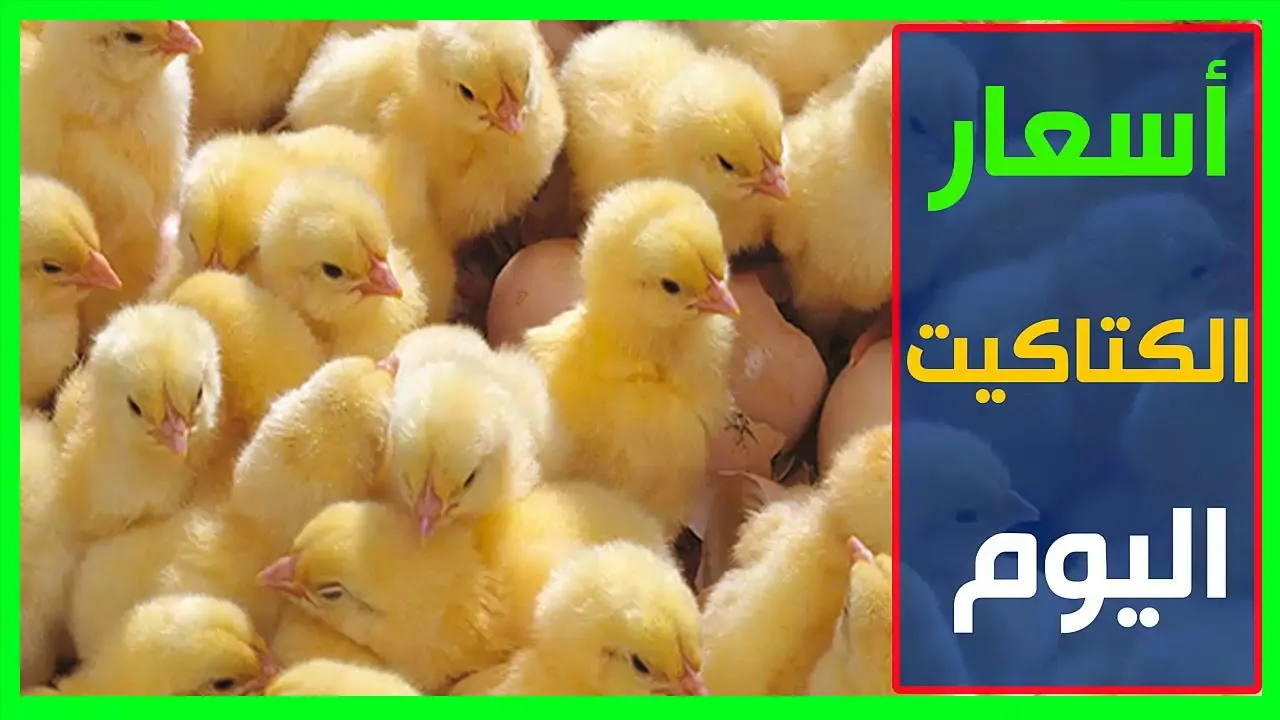تقرير مفصل وتحليل لسوق الدواجن في مصر