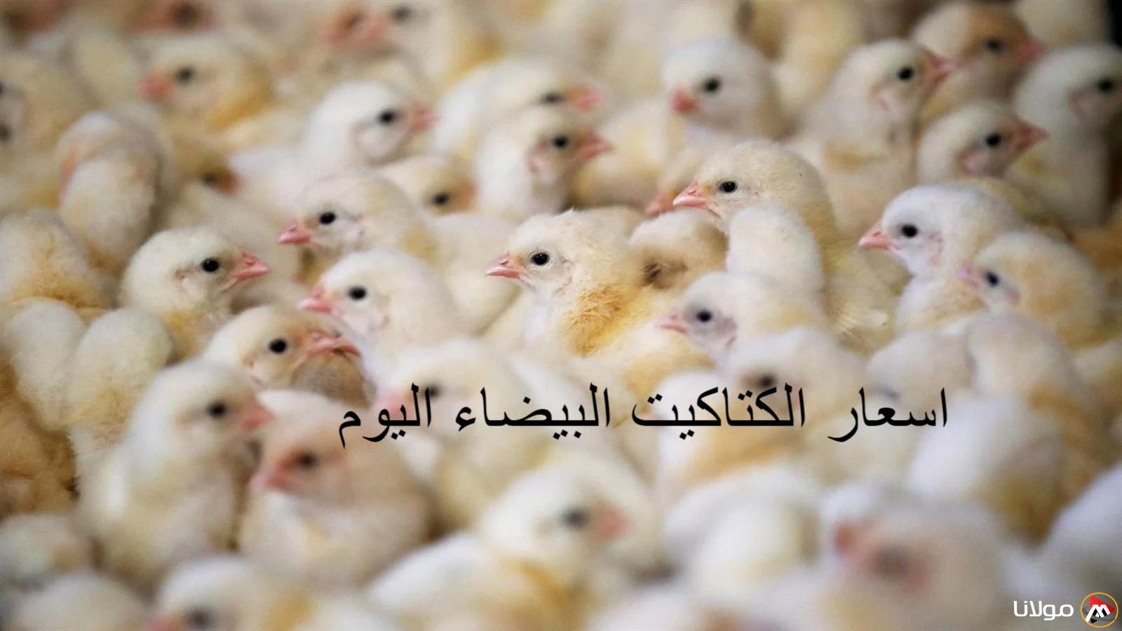 تقرير مفصل عن أسعار السوق وأهم الشركات