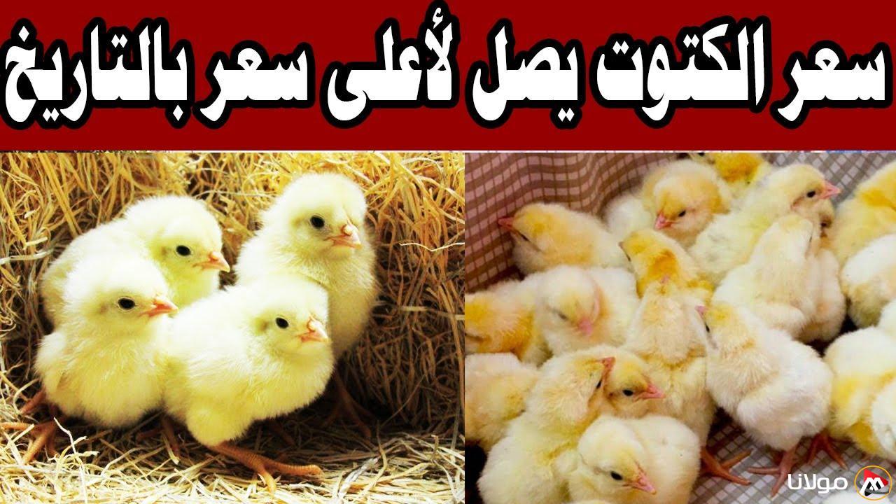سعر الكتكوت الأبيض اليوم يحوّل المعادلة.. المزارعون يستعدون لمرحلة جديدة!