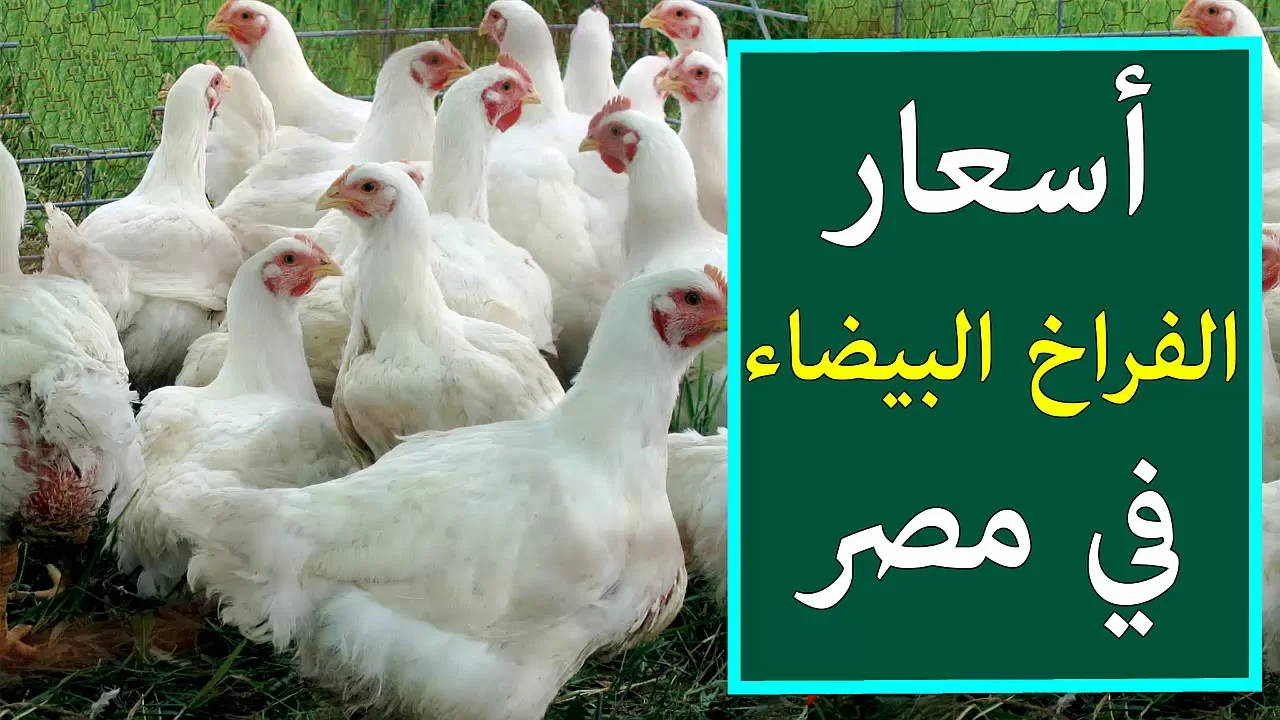 استقرار نسبي في ظل تحديات السوق