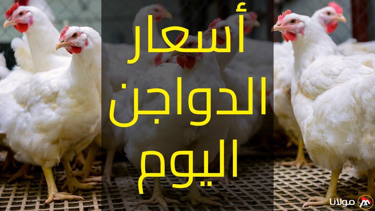 سعر كيلو الدجاج الأبيض اليوم الأربعاء 23 أبريل 2025
