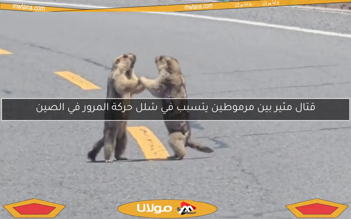 قتال مثير بين مرموطين يتسبب في شلل حركة المرور في الصين