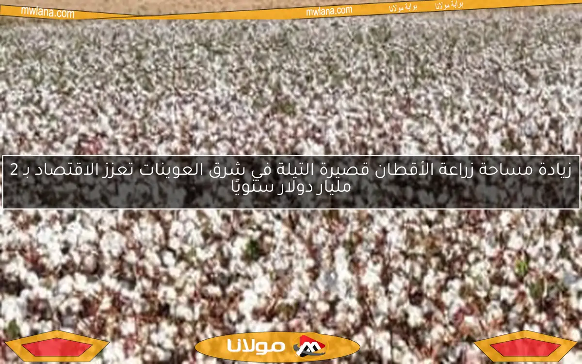 زيادة مساحة زراعة الأقطان قصيرة التيلة في شرق العوينات تعزز الاقتصاد بـ 2 مليار دولار سنويًا