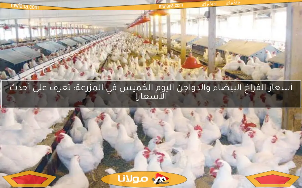 أسعار الفراخ البيضاء والدواجن اليوم الخميس في المزرعة: تعرف على أحدث الأسعار!